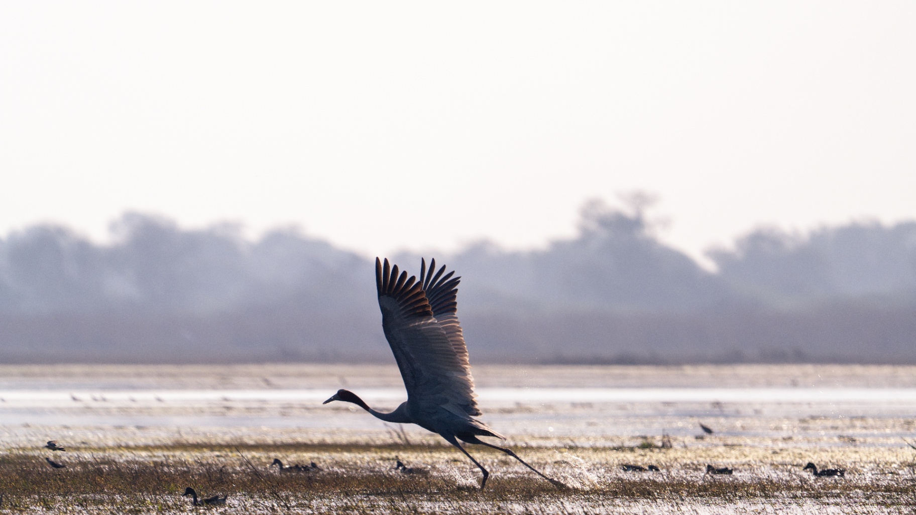 A day out in Keoladeo Bird Sanctuary