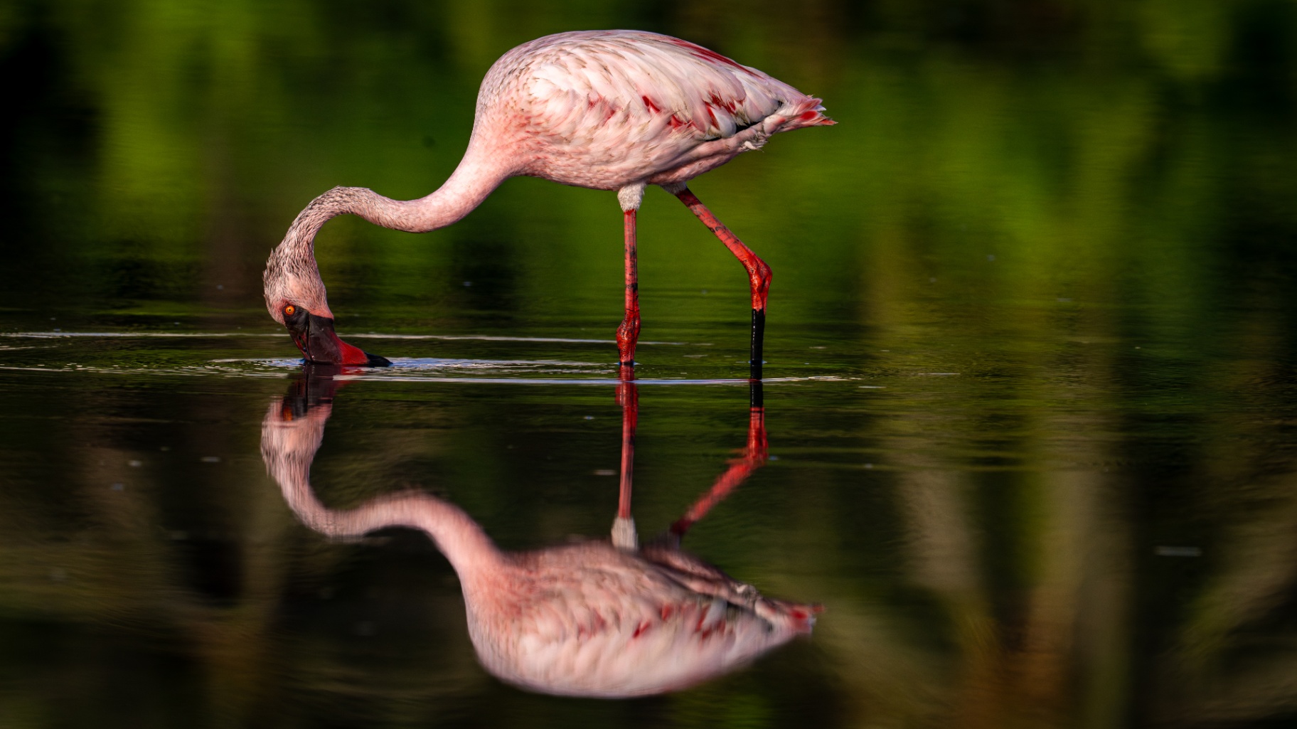  The lone flamingo 