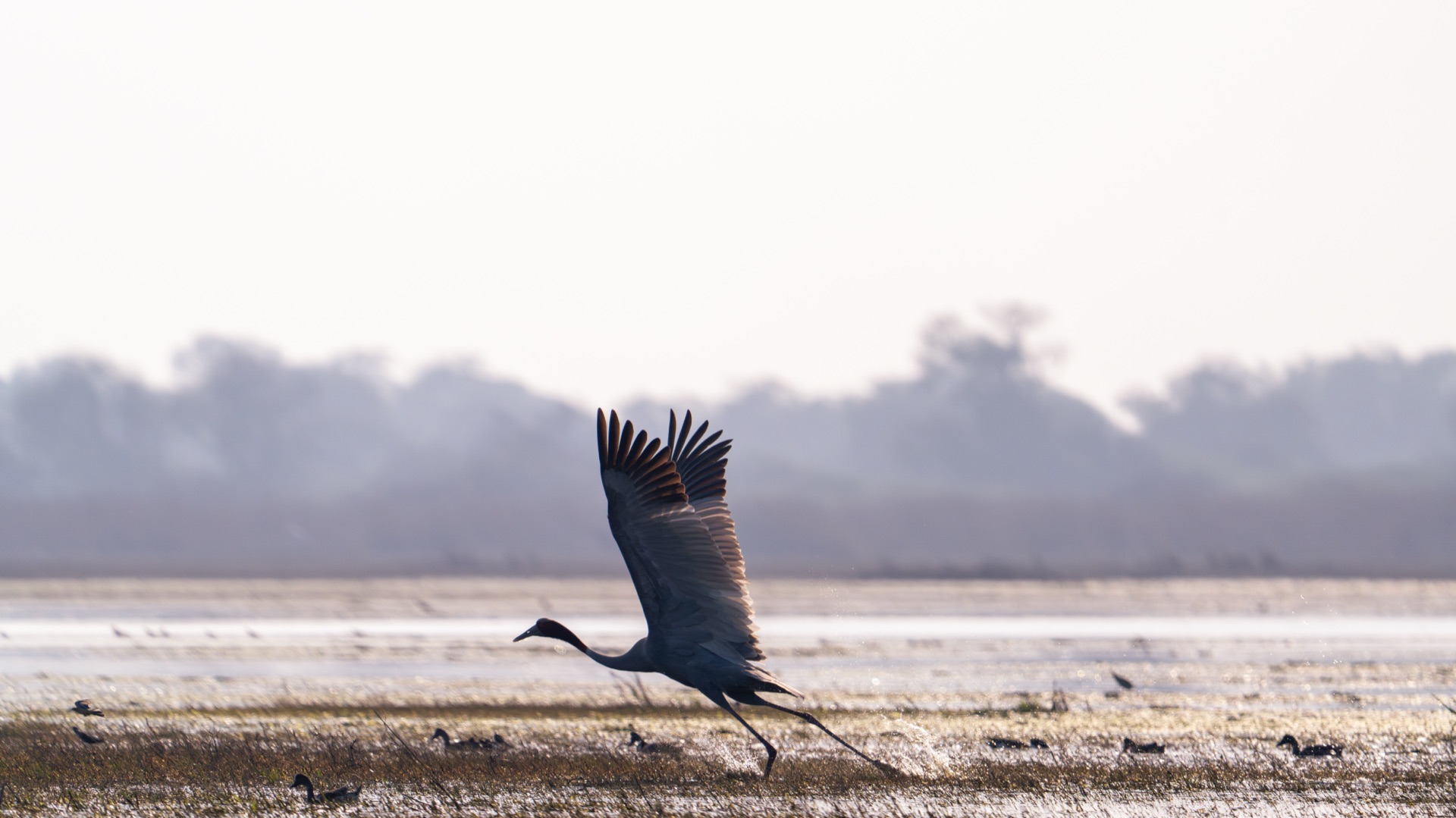 wildlife 1