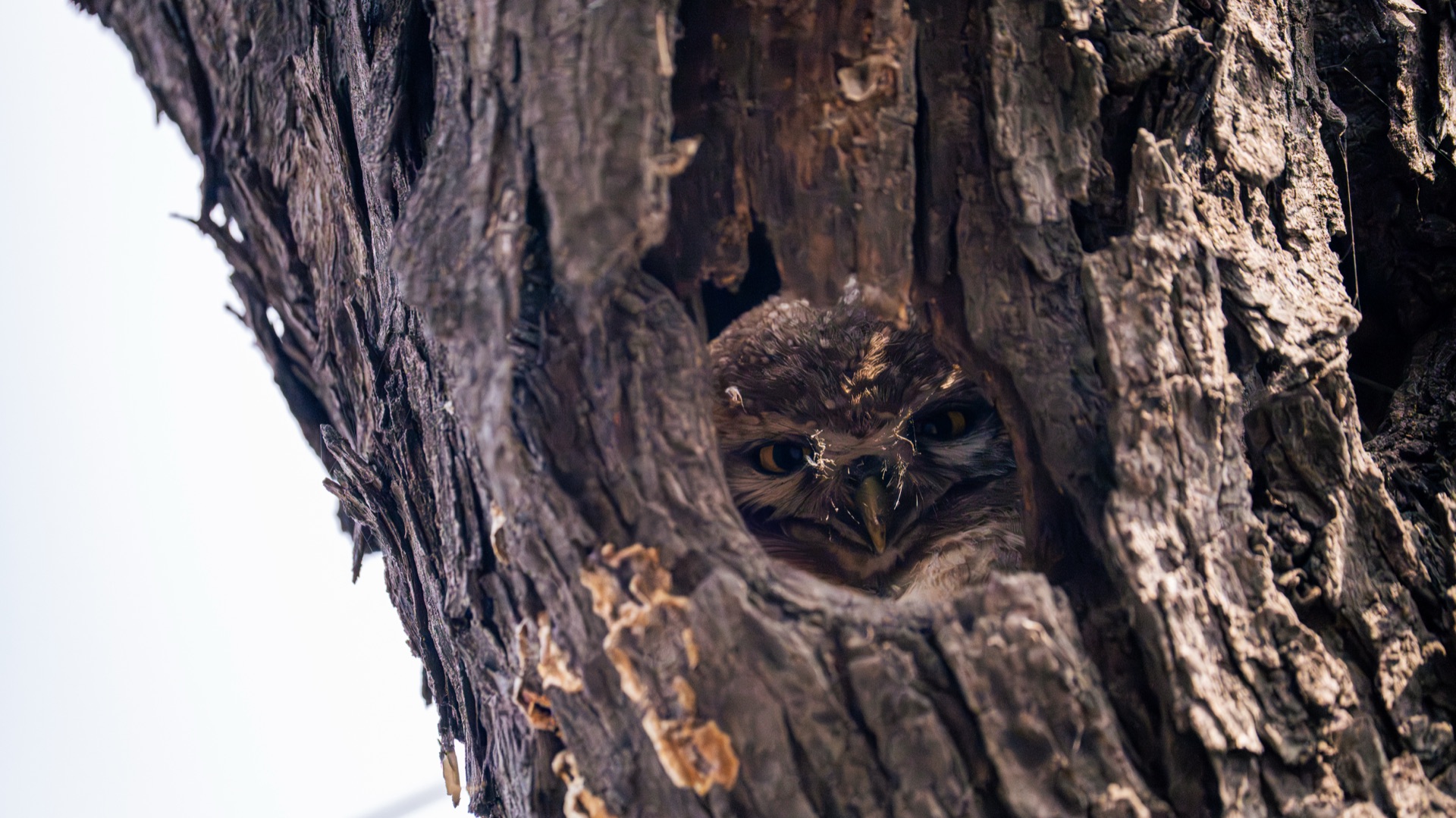 wildlife 2