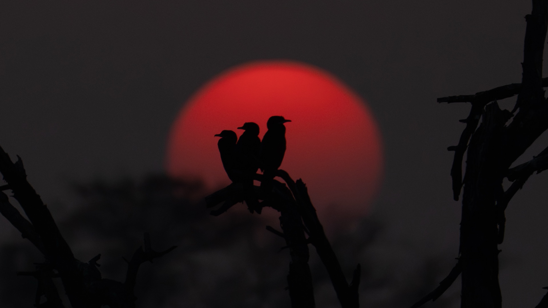 wildlife 3