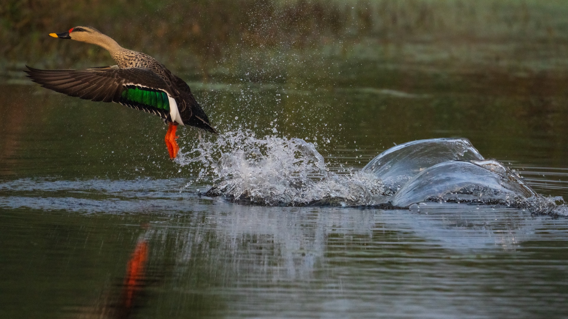 wildlife 4