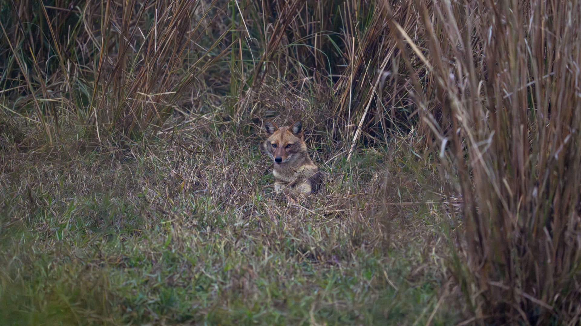 wildlife 6